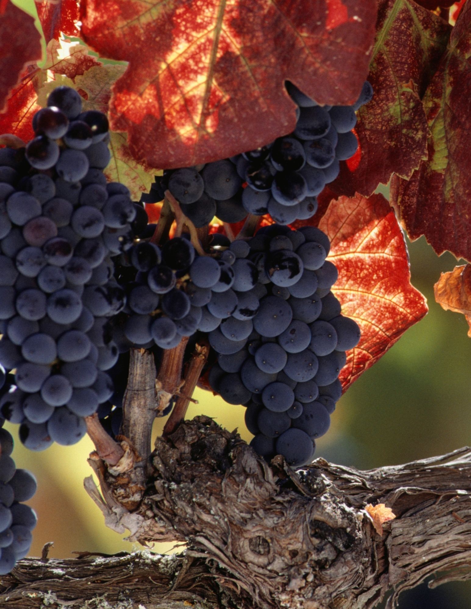 Seneca Lake Wine Trail