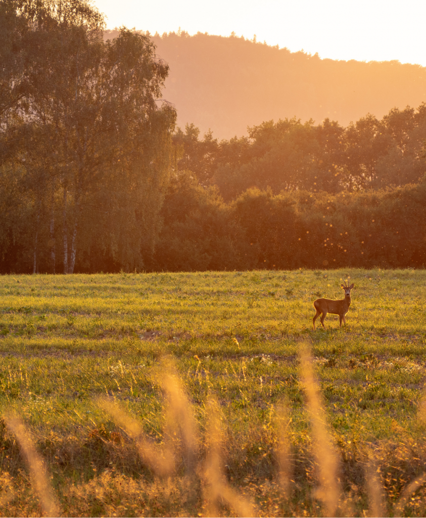 Whitetail Deer Hunting
